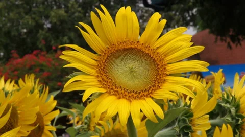 Sunflowers in the wind Video stock 37561287