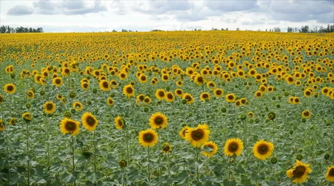 Sunflowers In The Wind Video stock 40463542