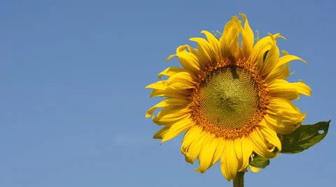 Sunflowers in the wind Stock Footage 45927986