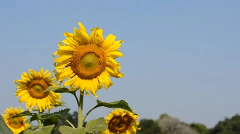 Sunflowers in the wind Video stock 45934412