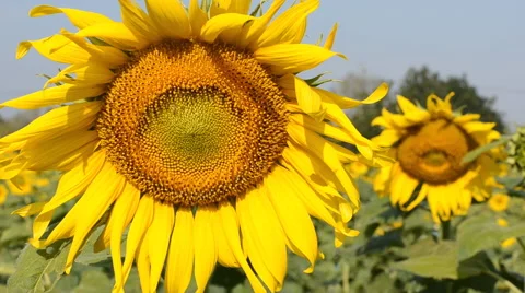 Sunflowers in the wind Stock Footage 45934542