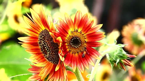 Sunflowers in the Wind. Stock Footage 48528165