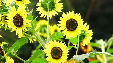 Sunflowers in the Wind. 库存影片 48528207