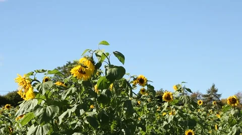 Sunflowers in the wind Video stock 51136678