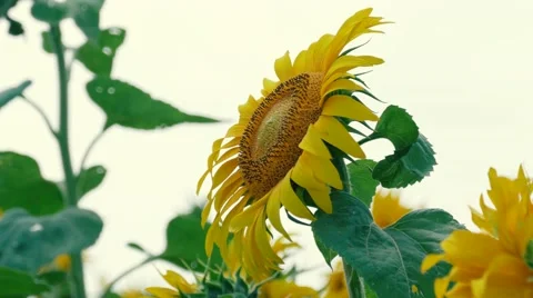 Sunflowers in the wind Stock Footage 65127630