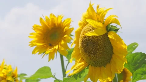 Sunflowers in the wind Stock Footage 65128281