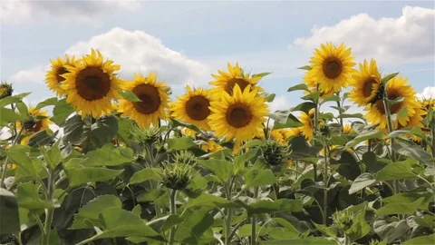 Sunflowers In The Wind. Video stock 79448398