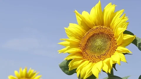 Sunflowers in the wind Stock Footage 85173778