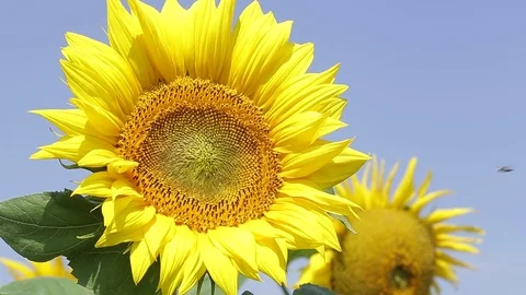 Sunflowers in the wind Stock Footage 85181379