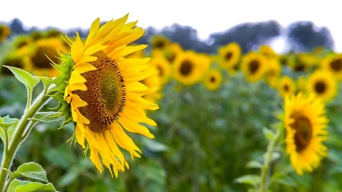 Sunflowers in the wind Stock Footage 95194211