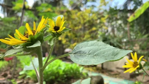 Sunflowers in the wind Stock Footage 148728571