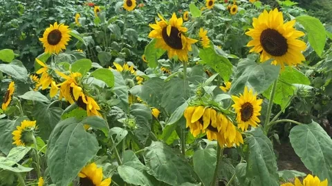 Sunflowers in the Wind Stock Footage 159323507