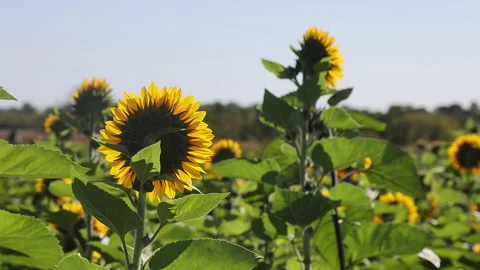 Sunflowers in the wind Stock Footage 163940112