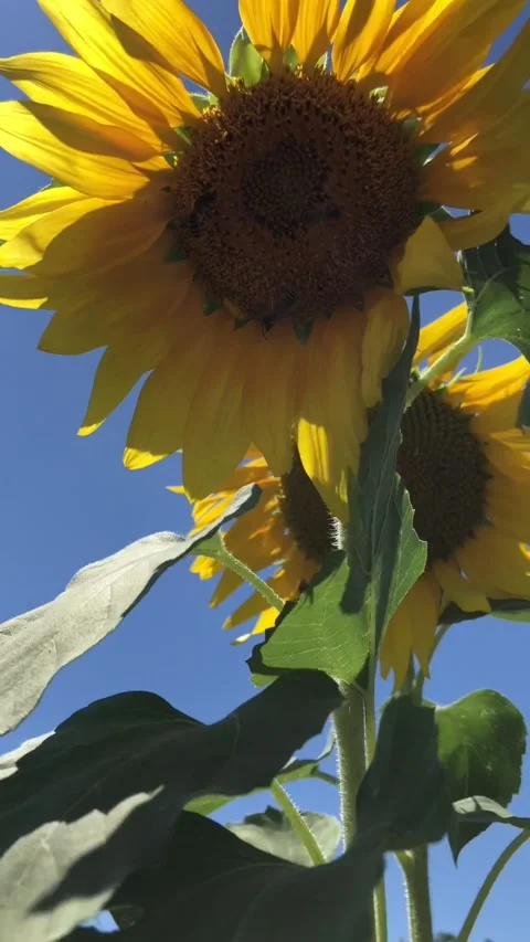 Sunflowers in the wind Stock Footage 200793317