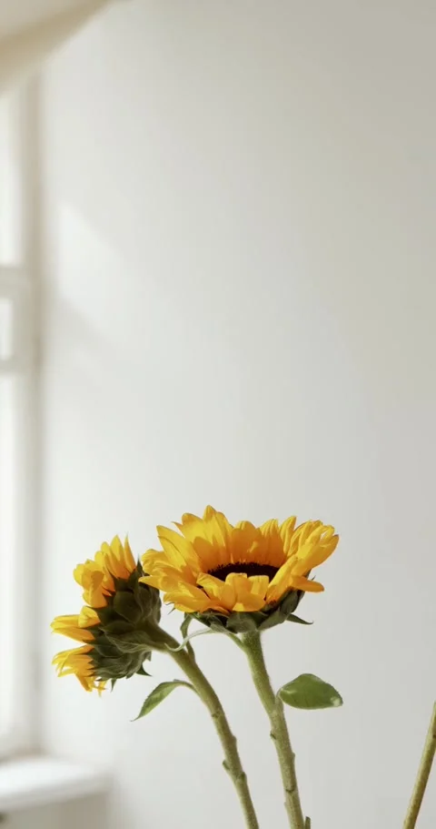 Sunflowers by Window with Soft Natural Light Stock Footage 326723064
