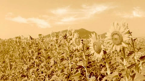 Sunflowers in the wind,sepia effect Stock Footage 227116657