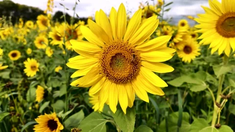 Sunflowers on a windy sunny fall day Stock Footage 287359529