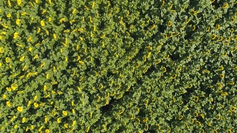 Sunflowers2 動画素材 99182734