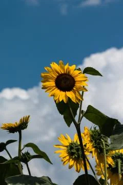 Sunflowersand clouds Stock-Fotos