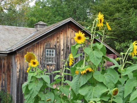 Sunflowers:Building Stock Photos
