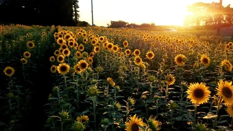 Sunflowes and sun Video stock 92480124