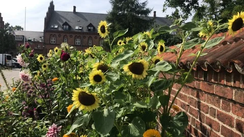 Sunflowres Garden 库存影片 95740947