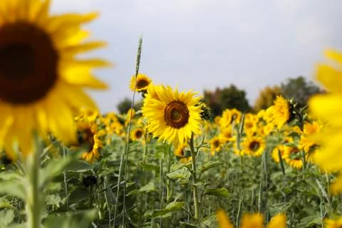 Sunflowwers in the field Stock Photos