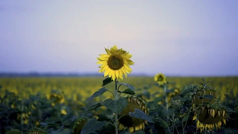 Sunfower Field Sunrise 動画素材 98954706