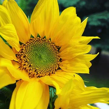 Sunfower Stock Photos