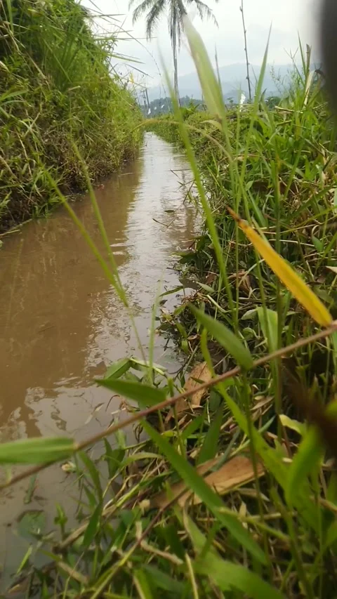 Sungai kecil Video stock 170349538