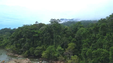 Sungai Tembeling through primary rainforest, Pahang, Malaysia 库存影片 342780314