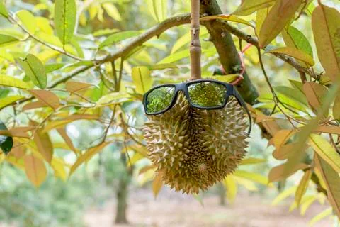 Sunglasses and durian in durian garden. Funny fruit concept. Stock Photos