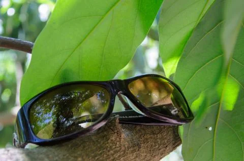 Sunglasses on a branch Stock Photos