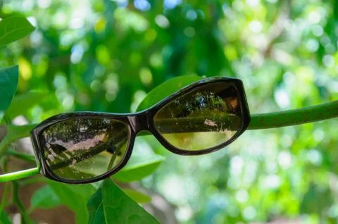 Sunglasses on a branch Stock Photos