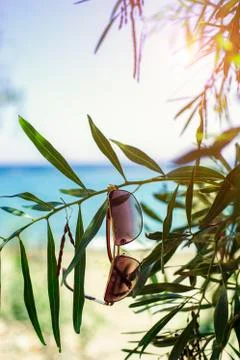 Sunglasses on eucalyptus trees Stock Photos