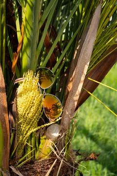 Sunglasses on a palm tree. Reflection Stock Photos
