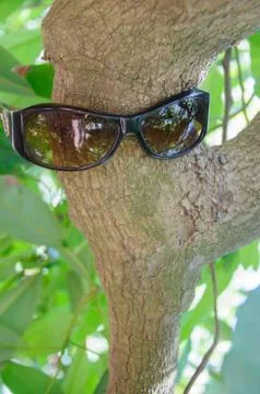 Sunglasses on a tree Stock Photos