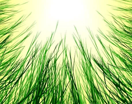 Sungrass Stock Illustration