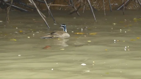 Sungrebe Stock Footage 93178310