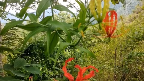 Sungs flower Stock Footage 326860812