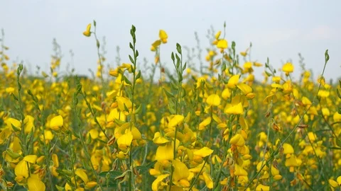 Sunhemp flowers in field. Stock Footage 92974089