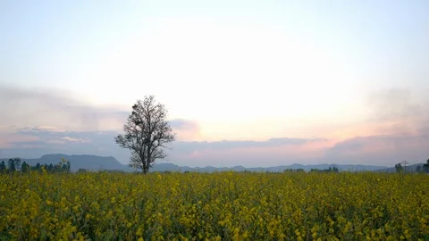 Sunhemp flowers in field. Stock Footage 92974612