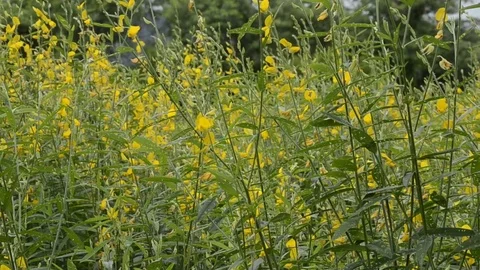 Sunhemp Stock Footage 77747982