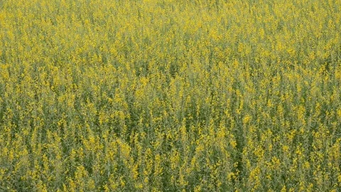 Sunhemp 스톡 동영상 77747998