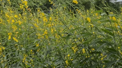 Sunhemp 스톡 동영상 77748007