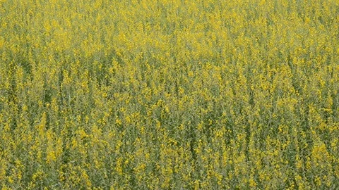 Sunhemp Stock Footage 77748008