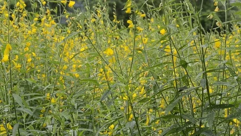 Sunhemp 스톡 동영상 77748011