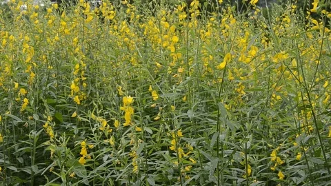 Sunhemp 스톡 동영상 77748032