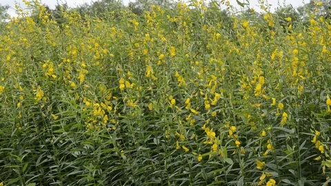 Sunhemp 스톡 동영상 77748038