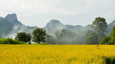 Sunhemp or Crotalaria juncea flower field Stock Footage 66543232